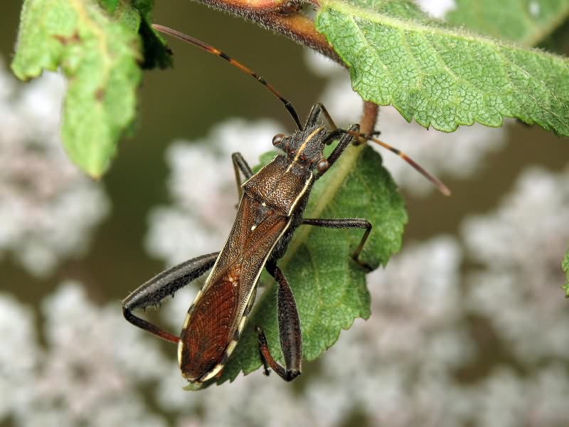 Camptopus lateralis (Germar, 1817)